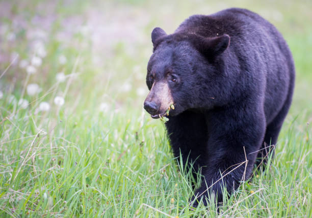 istock Black bear in the Rocky Mountains 1039231422