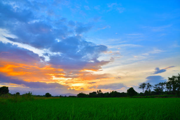 istock Green rice fields with sun set over the mountain. 1039234778