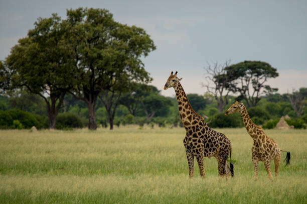 istock Male and Female giraffe 1039235968