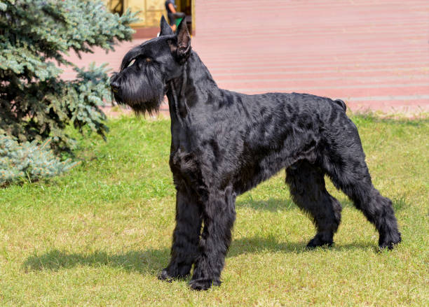 istock Giant Schnauzer looks ahead. 1039238848