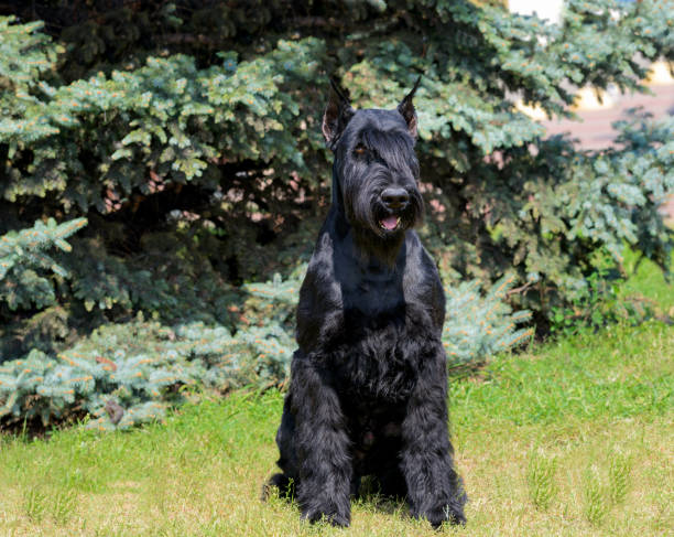 istock Giant Schnauzer in full face. 1039238856