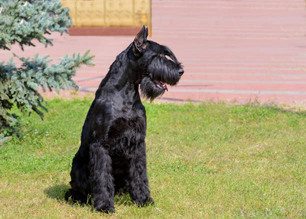 istock Giant Schnauzer looks left. 1039238912