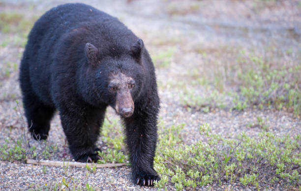 istock Black bear in the Rocky Mountains 1039244004