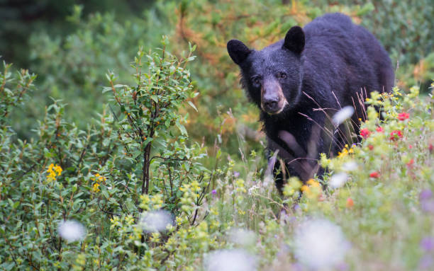 istock Black bear in the Rocky Mountains 1039244086