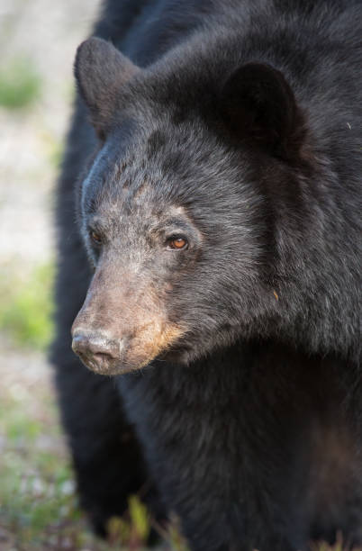 istock Black bear in the Rocky Mountains 1039244168