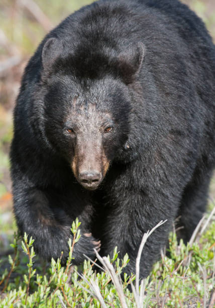 istock Black bear in the Rocky Mountains 1039244254