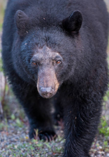 istock Black bear in the Rocky Mountains 1039244296