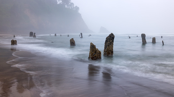 Ghost Forest in Neskowin, Oregon