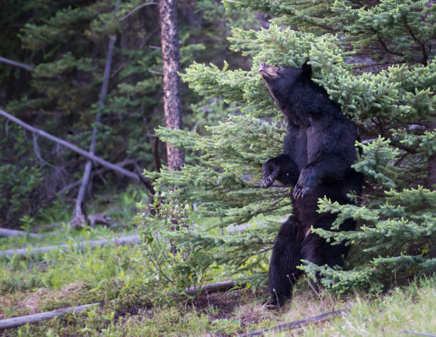 istock Black bear in the Rocky Mountains 1039244576