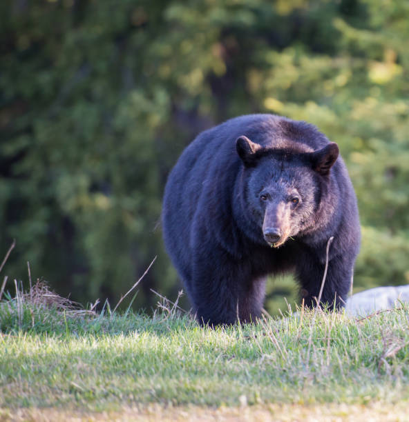 istock Black bear in the Rocky Mountains 1039244620
