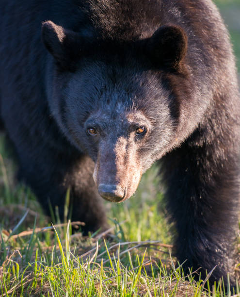 istock Black bear in the Rocky Mountains 1039244774