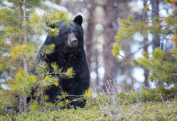 istock Black bear in the Rocky Mountains 1039244814