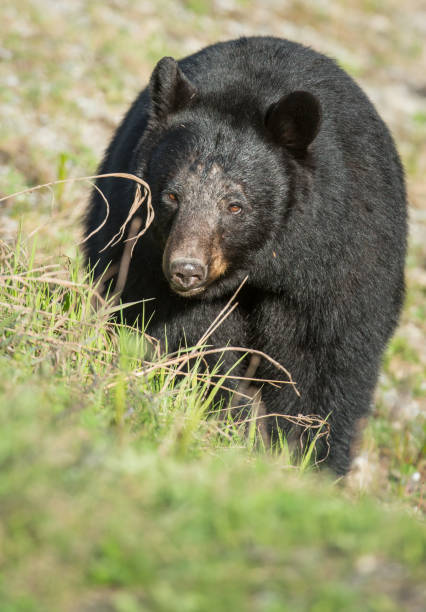 istock Black bear in the Rocky Mountains 1039244962