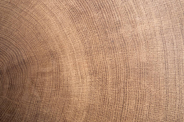 Wood cut background . Cutting oak stump. Creative vintage background