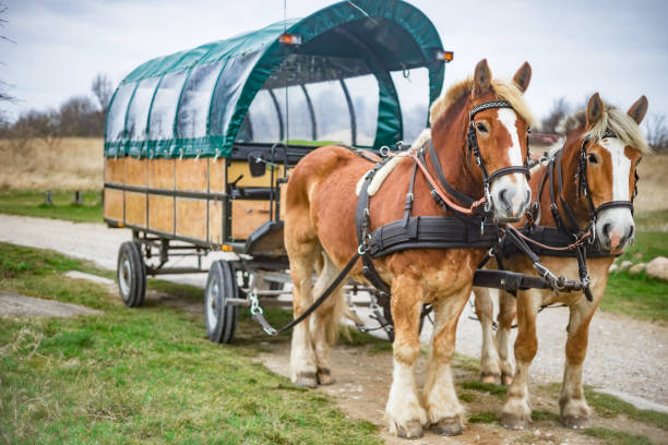 Horse-drawn carriage, Kremserfahrt near Cape Arkona on the island of Rügen stock photo