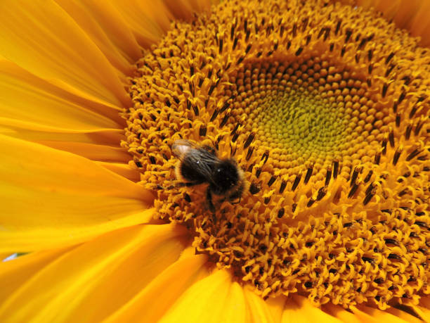 sunflower detail