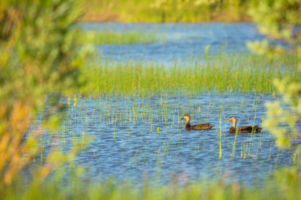 istock Mallard ducks swim in water 1039249810