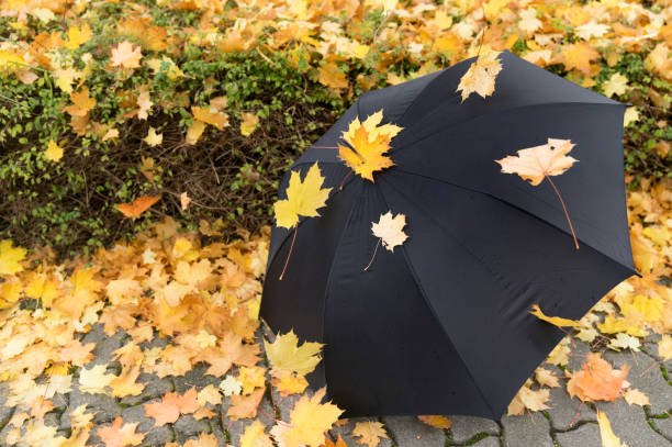 листья, ветром на зонтике, осенью - autumn leaf falling wind стоковые фото и изображения