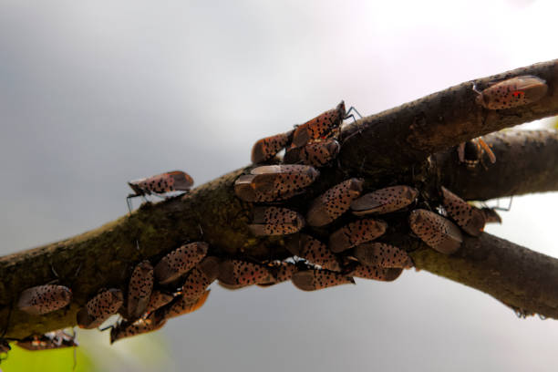 colonie de lanternfly tacheté - colony swarm of insects pest animal photos et images de collection