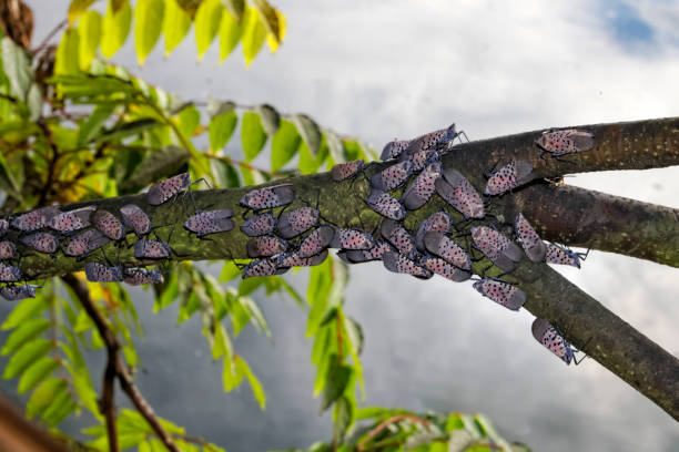 colonie de lanternfly tacheté - colony swarm of insects pest animal photos et images de collection