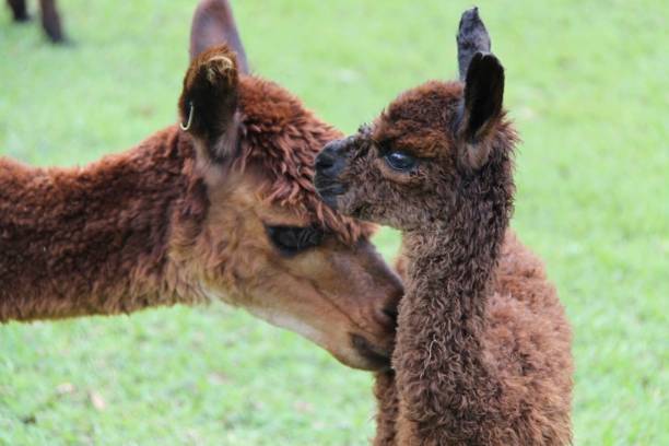 Alpaca Mum & Cria