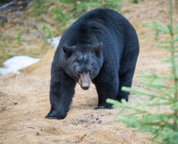 istock Black bear in the Rocky Mountains 1039255720