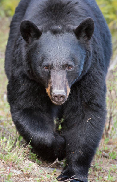 istock Black bear in the Rocky Mountains 1039255742