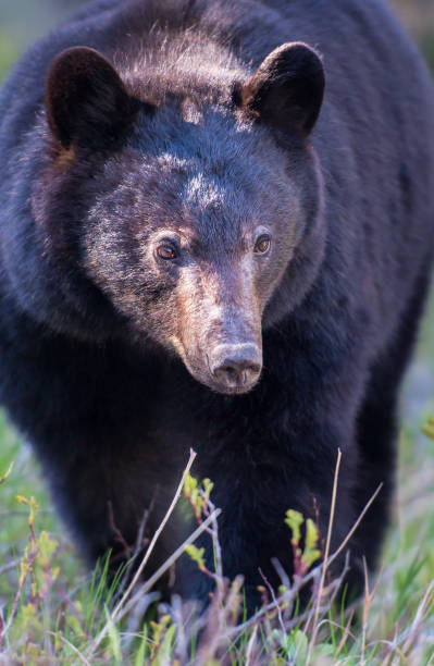 istock Black bear in the Rocky Mountains 1039255750