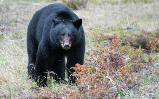 istock Black bear in the Rocky Mountains 1039255796