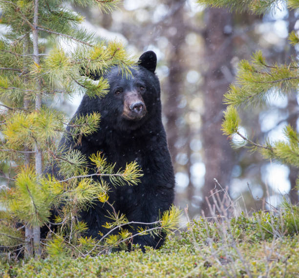 istock Black bear in the Rocky Mountains 1039255798