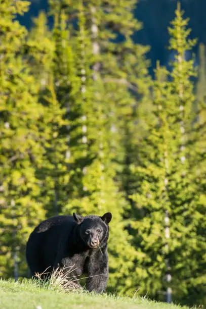Black bear in the Rocky Mountain wilderness