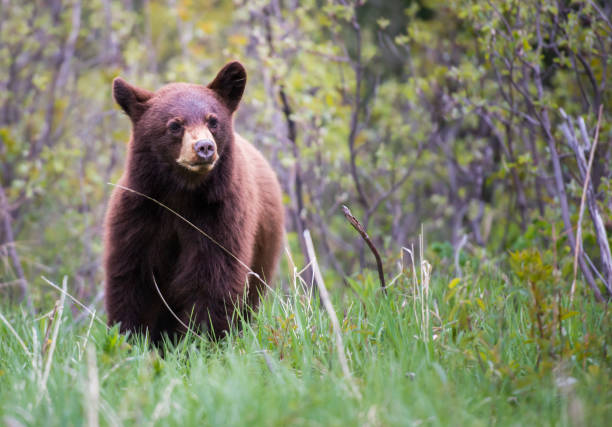 istock Black bear in the Rocky Mountains 1039256004
