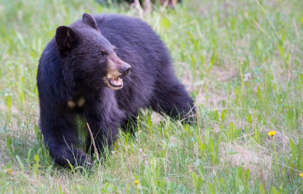 istock Black bear in the Rocky Mountains 1039256052