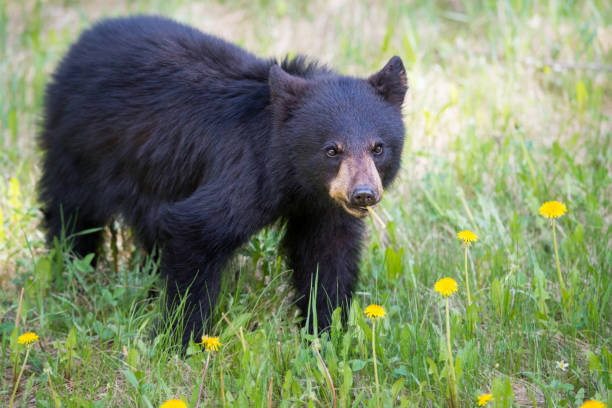 istock Black bear in the Rocky Mountains 1039256108