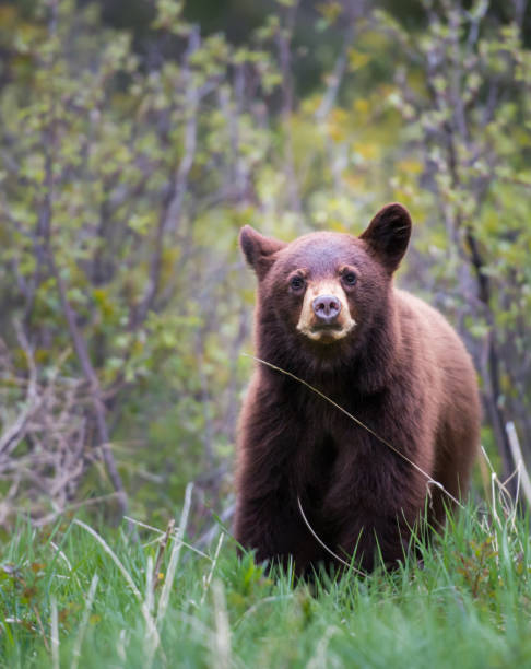 istock Black bear in the Rocky Mountains 1039261138