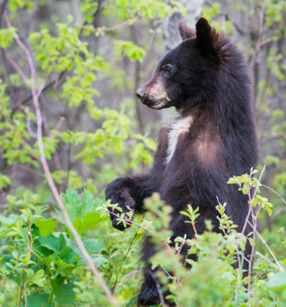 istock Black bear in the Rocky Mountains 1039261202
