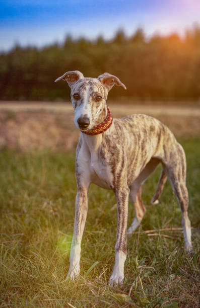 istock Portrait of a young Whippet at sunset 1039261284