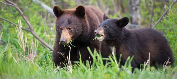 istock Black bear in the Rocky Mountains 1039261740