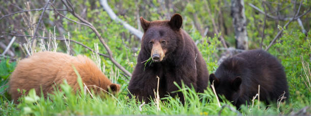 istock Black bear in the Rocky Mountains 1039261756