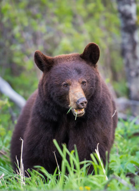 istock Black bear in the Rocky Mountains 1039261768