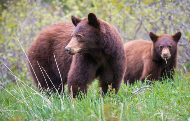 istock Black bear in the Rocky Mountains 1039261840