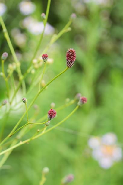 Great burnet Great burnet flowers sanguisorba officinalis stock pictures, royalty-free photos & images