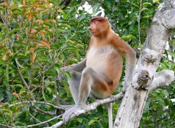 A female Proboscis Monkey in the trees at Tanjung Putting National Park, Kalimantan.