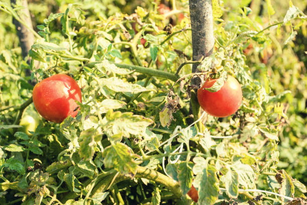 istock Fresh tomatoes growing in field 1039267882