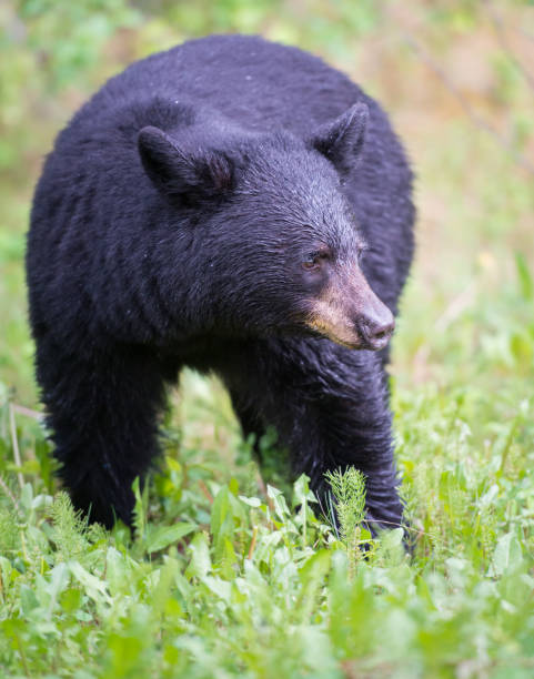 istock Black bear in the Rocky Mountains 1039268442