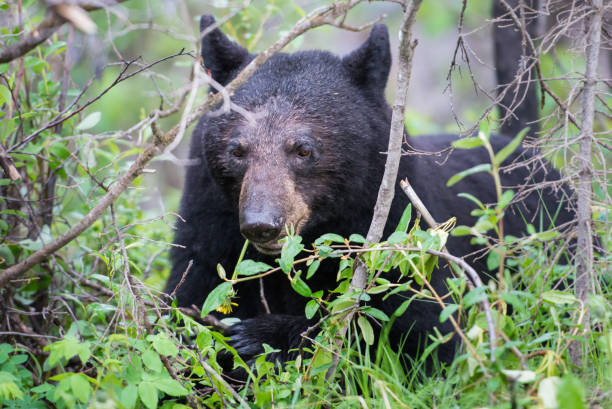 istock Black bear in the Rocky Mountains 1039268636