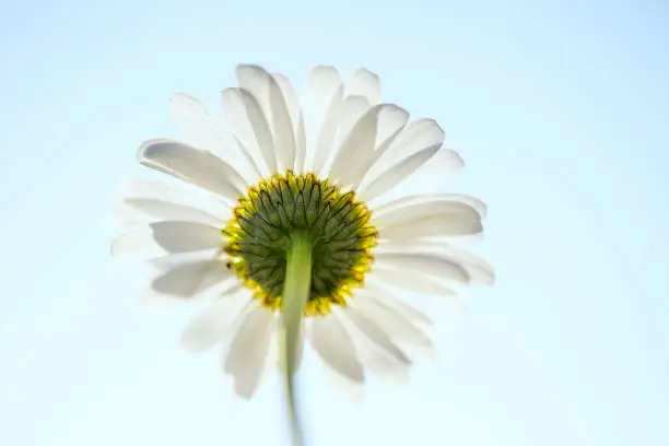 Flower in the sunlight