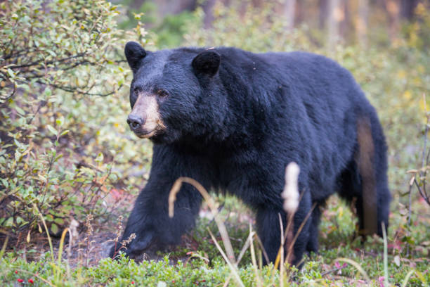 istock Black bear in the Rocky Mountains 1039268748