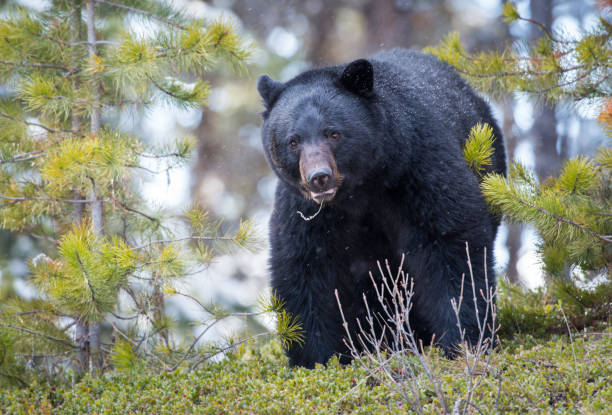 istock Black bear in the Rocky Mountains 1039268750