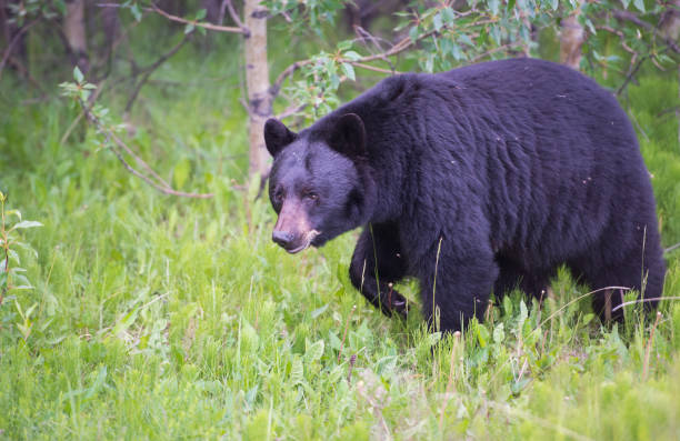 istock Black bear in the Rocky Mountains 1039268856